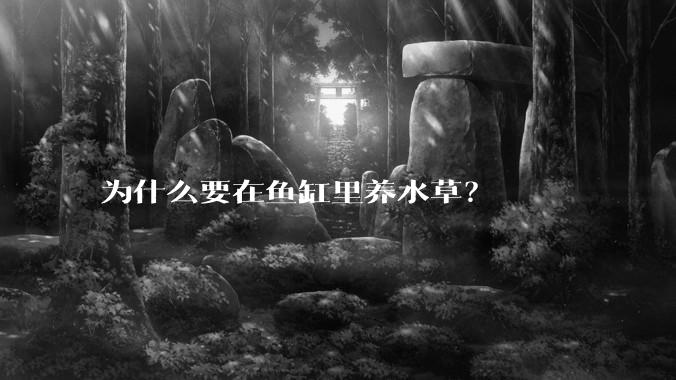 为什么要在鱼缸里养水草？